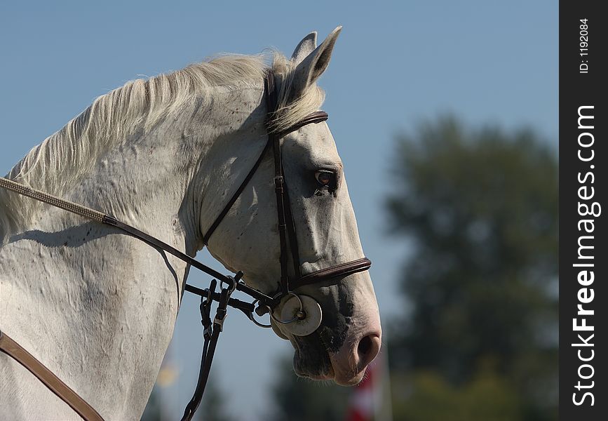 Horse waiting to participate in showjumping competition. Horse waiting to participate in showjumping competition