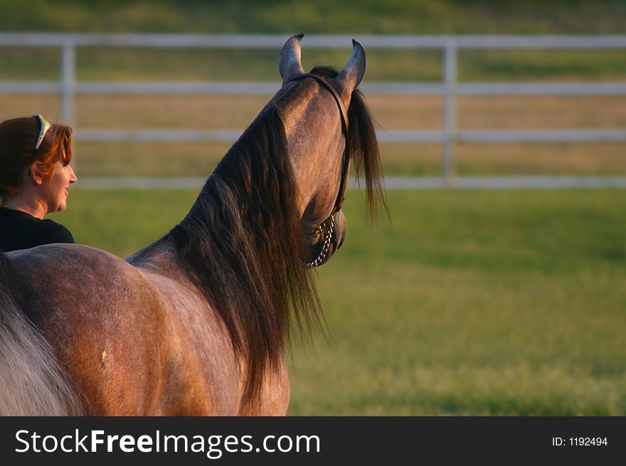 Female trainer and Arabian halter stallion. Female trainer and Arabian halter stallion