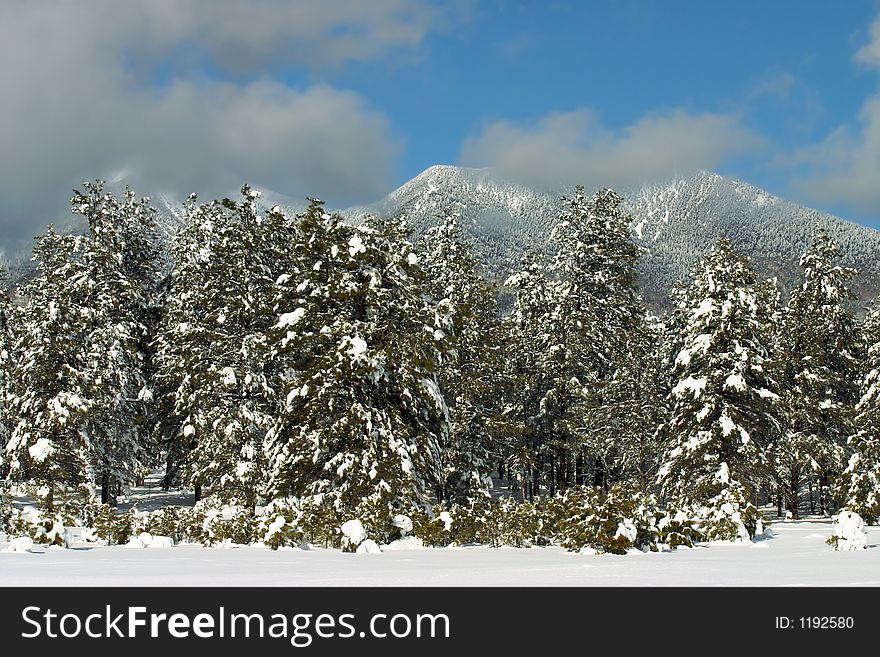 Snow covered pine trees near the mountains. Snow covered pine trees near the mountains