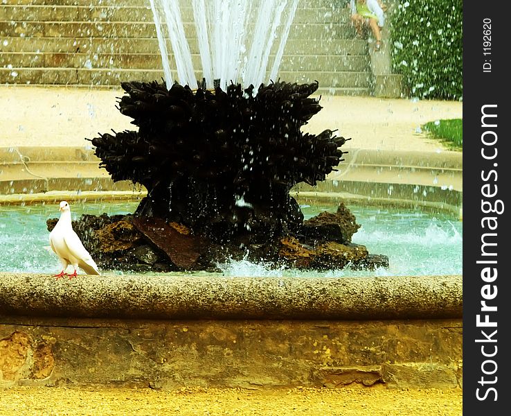 Pigeon on a fountain, in a public park. Pigeon on a fountain, in a public park