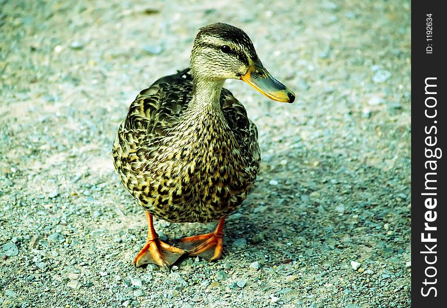 Brown and grey duck walking