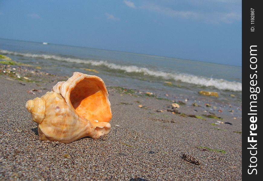 Single orange shell on the beach. Single orange shell on the beach