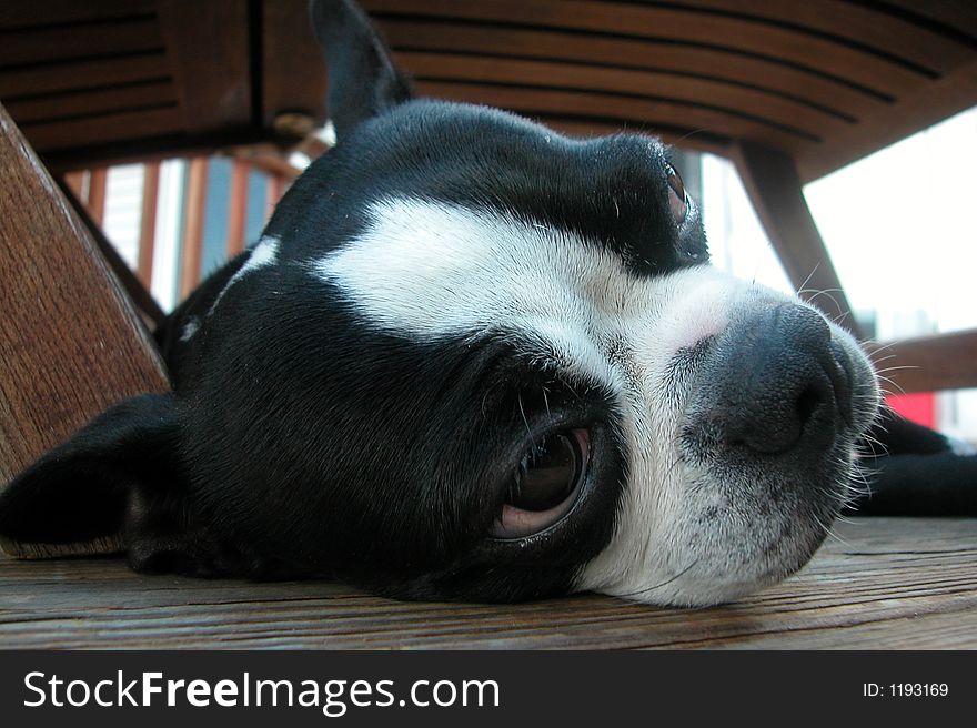 Closeup on sleepy Boston Terrier muzzle. Closeup on sleepy Boston Terrier muzzle