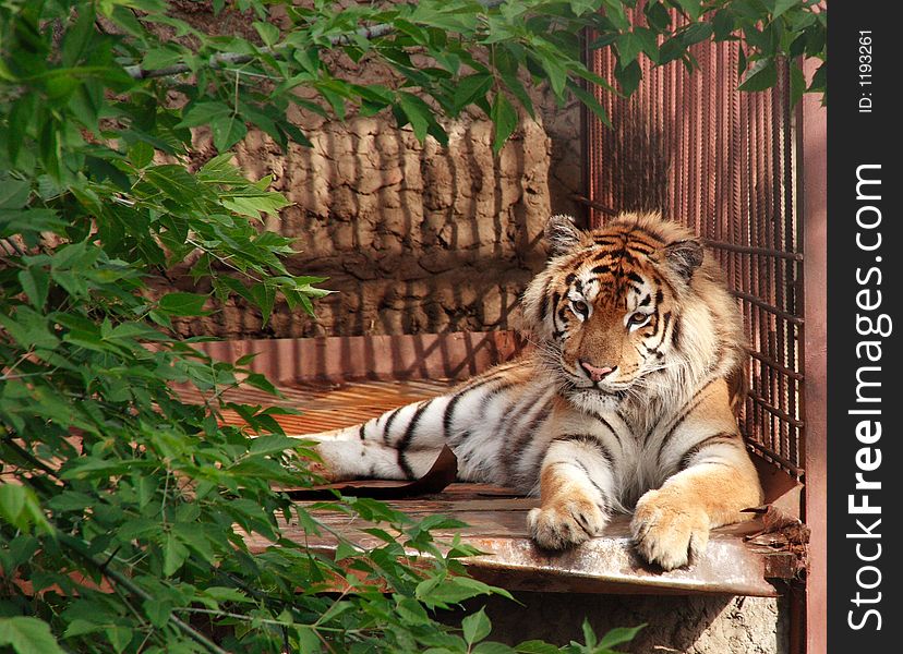 The Amur tiger. A tiger in the Kharkov zoo.