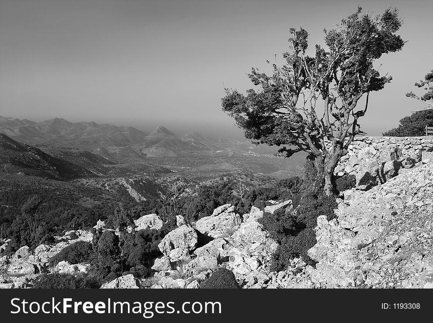 Lonely Tree