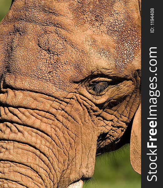 Closeup of an elephant head