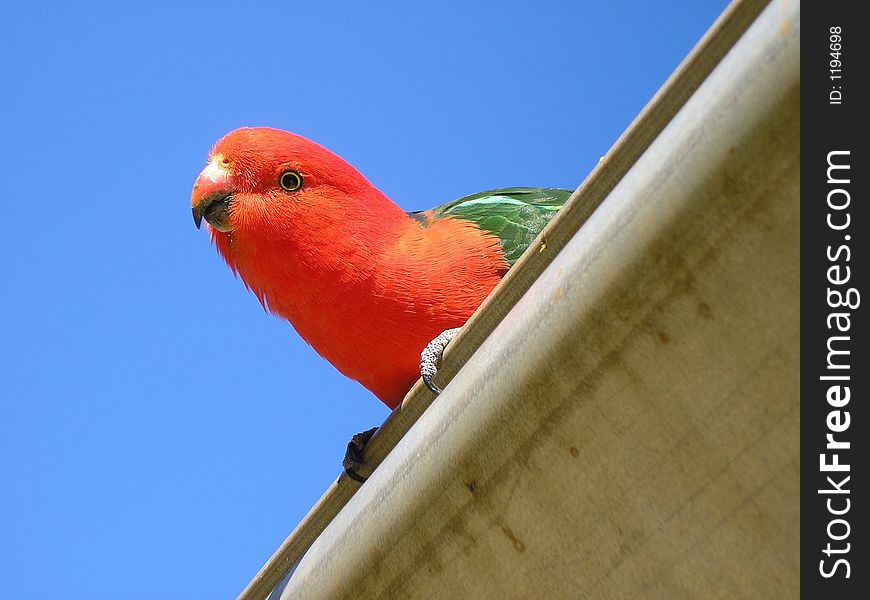 Bird looking down at the camera. Bird looking down at the camera