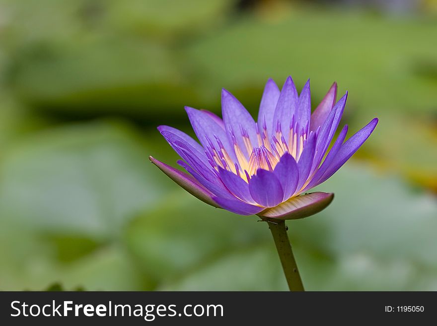 Photo of a Purple Water Lily