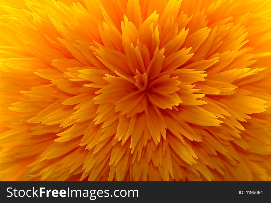 Beautiful yellow sunflower macro, the image of summer!