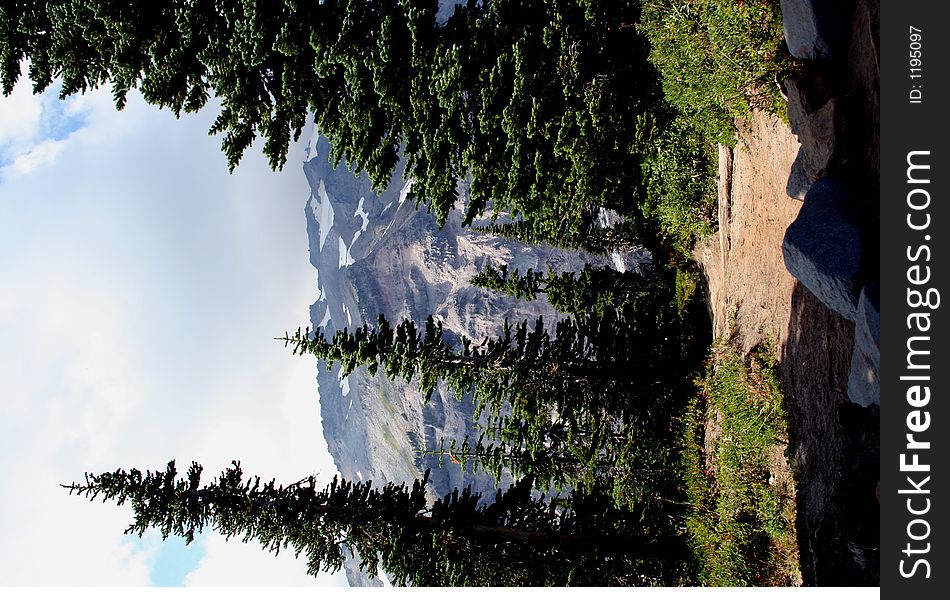 Forest and Peaks, Mount Rainier, Washington, USA. Forest and Peaks, Mount Rainier, Washington, USA