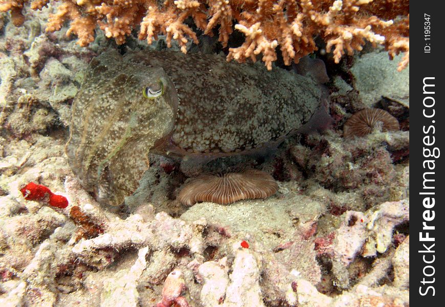 Sleeping cuttlefish under corals side view