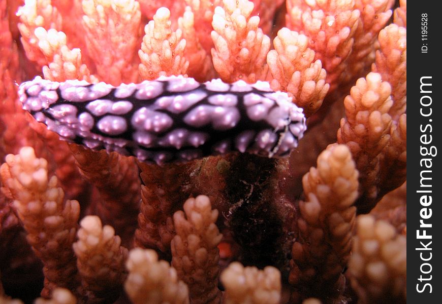 Blue and black spotted nudibranch. Blue and black spotted nudibranch