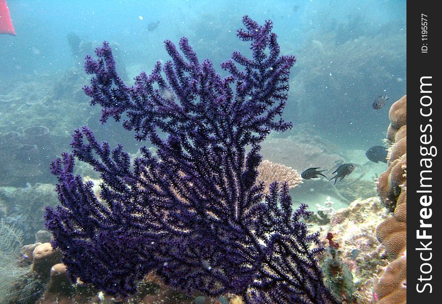 Purple seafan corals with fish backgorund