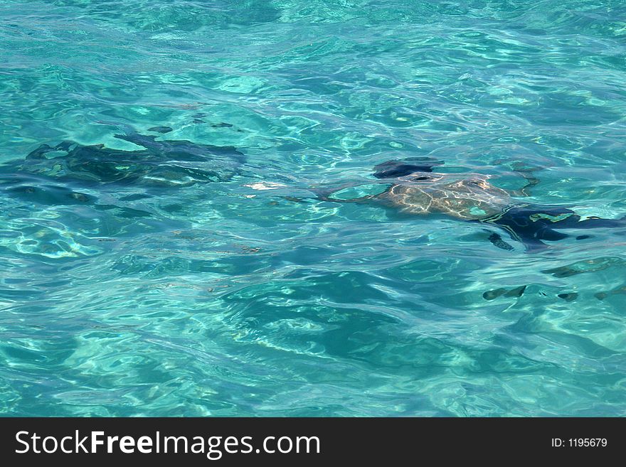 Man swimming with Manta ray under turquoise tropical water. Man swimming with Manta ray under turquoise tropical water