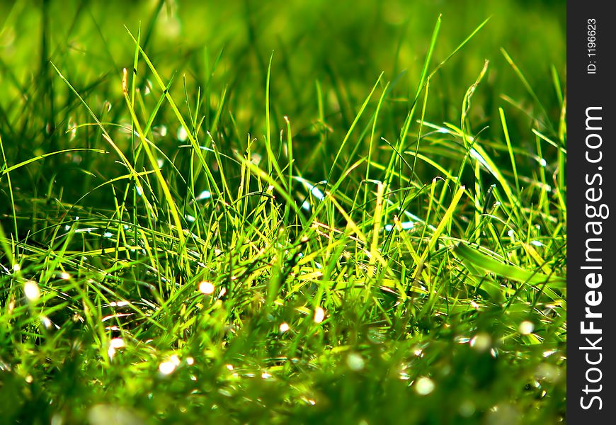 Natural green grass close-up. Natural green grass close-up