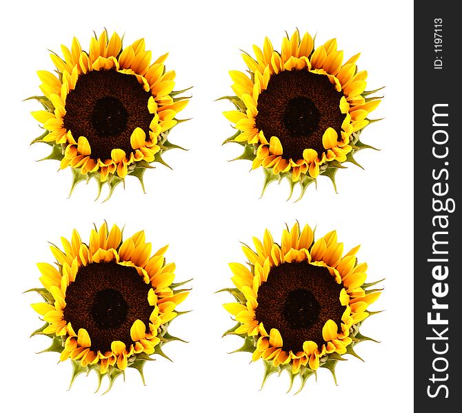 Pattern made from sunflower image. Pattern made from sunflower image