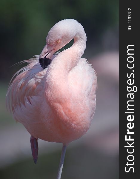 A Chilean flamingo grooming itself in a zoo.