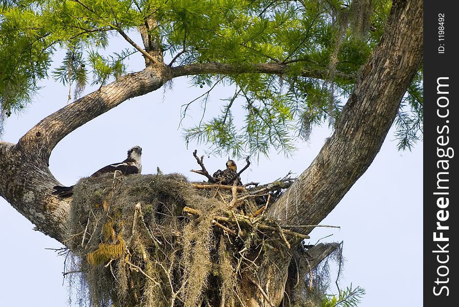 Osprey nest