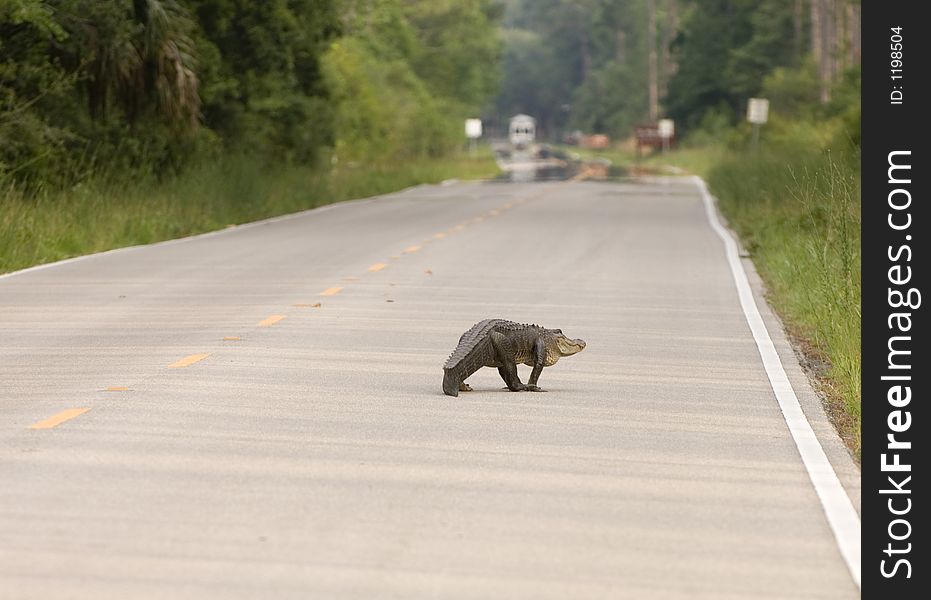 A large alligator makes its way down a Florida road. A large alligator makes its way down a Florida road.