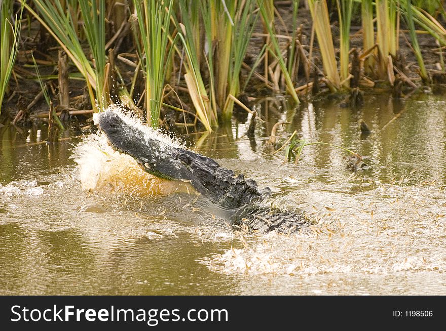 Small fish leap out of the water as an alligator feeds in a Florida waterway. Small fish leap out of the water as an alligator feeds in a Florida waterway