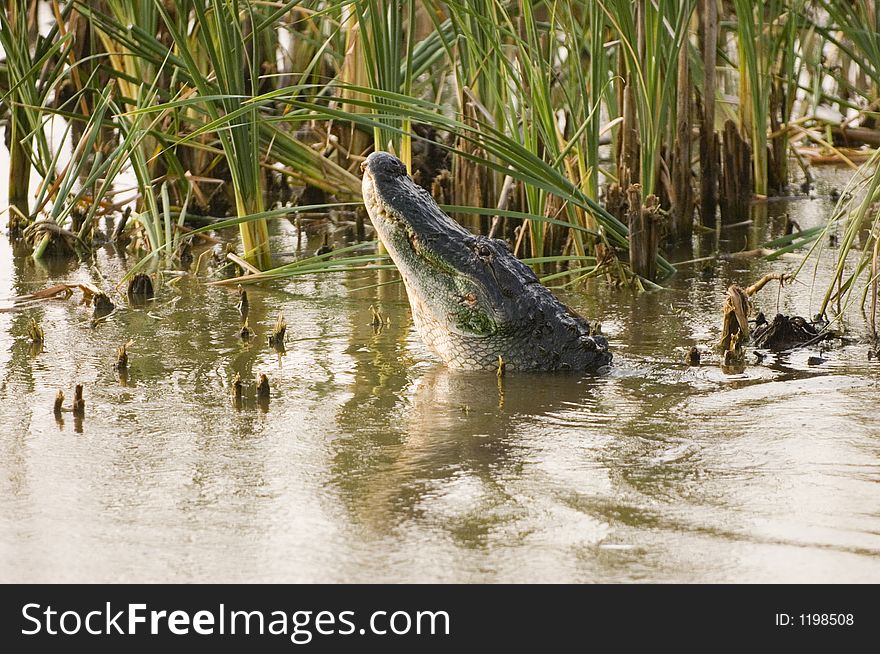 A large alligator lets out a mating bellow in the shallow water of a florida swamp. A large alligator lets out a mating bellow in the shallow water of a florida swamp