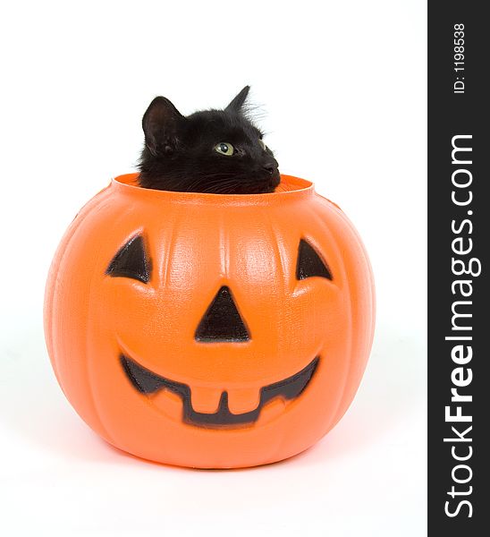 Black cat and plastic pumpkin - halloween