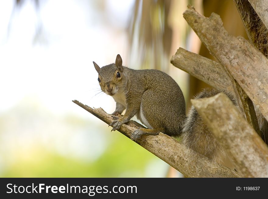 A squirrel sits perched on a small branch and looks straight ahead in Florida. A squirrel sits perched on a small branch and looks straight ahead in Florida.