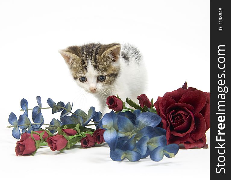 Kitten and flower