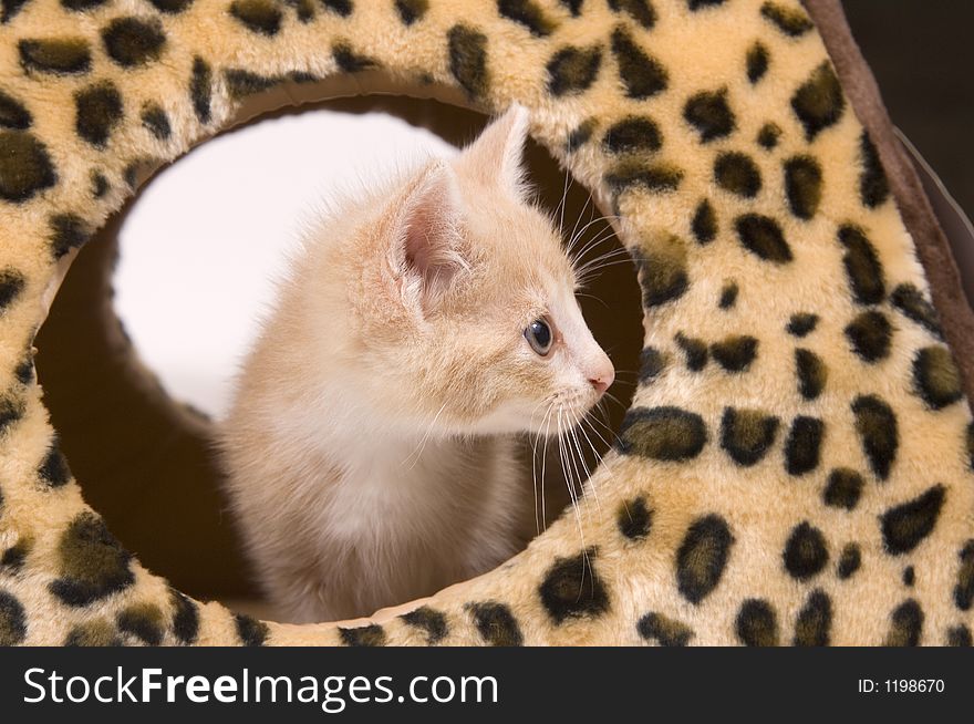 Yellow Cat Hiding In House