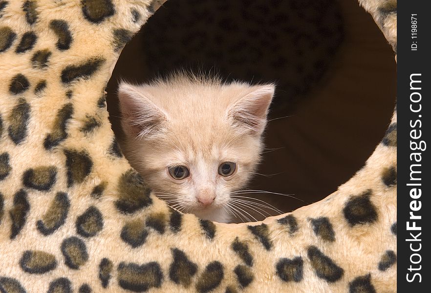 Yellow cat hiding in house