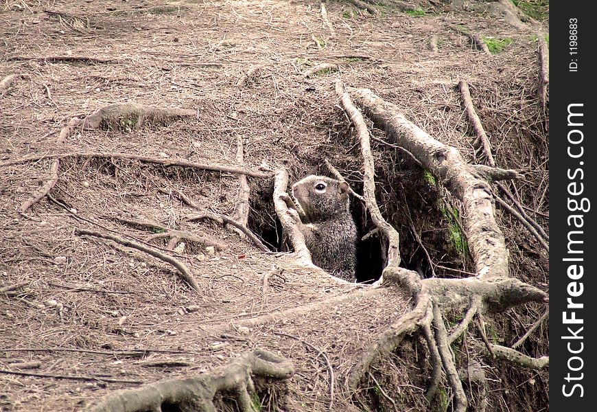 A squirrel looking out of a few roots. A squirrel looking out of a few roots