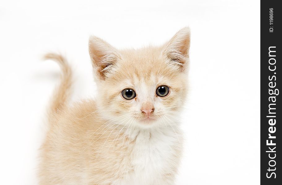 Yellow kitten standing on a white background and looking at the camera. Yellow kitten standing on a white background and looking at the camera