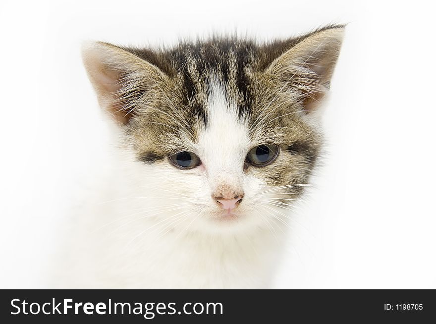 Kitten looking straight ahead on white background