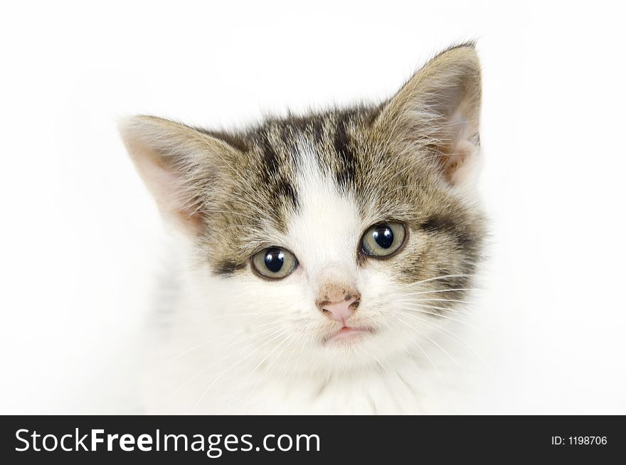 Curious kitten looking straight ahead on white background