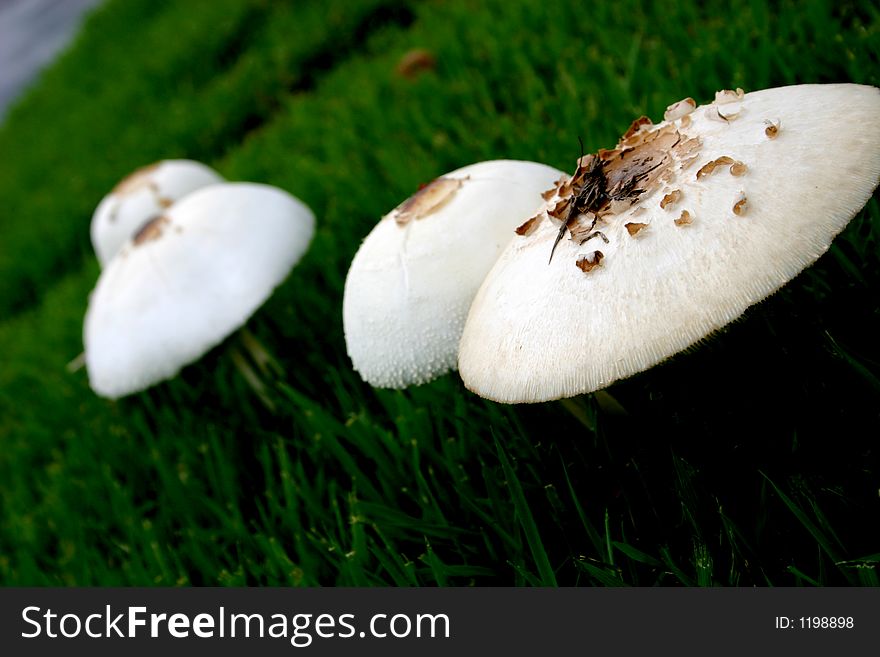 Goup of white, wild mushrooms tilted at an angle on a bed of green grass. Goup of white, wild mushrooms tilted at an angle on a bed of green grass