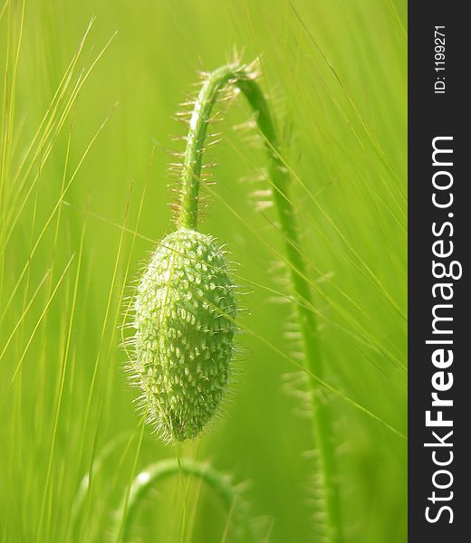 Corn poppy in the field