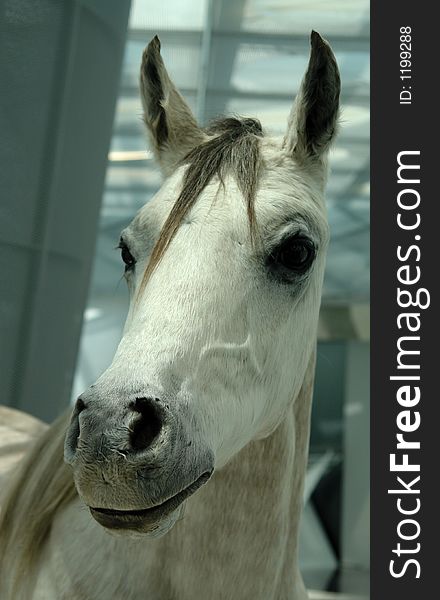 A gray horse in a modern building in Germany.