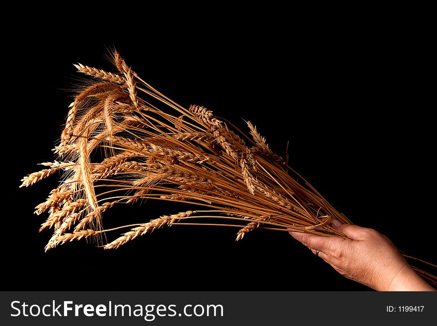 Ears of ripe wheat on a black background. Ears of ripe wheat on a black background