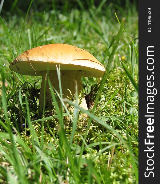 This photo was made during summer holidays in NY state. There was a preety mushroom on the sunny meadow:). This photo was made during summer holidays in NY state. There was a preety mushroom on the sunny meadow:)