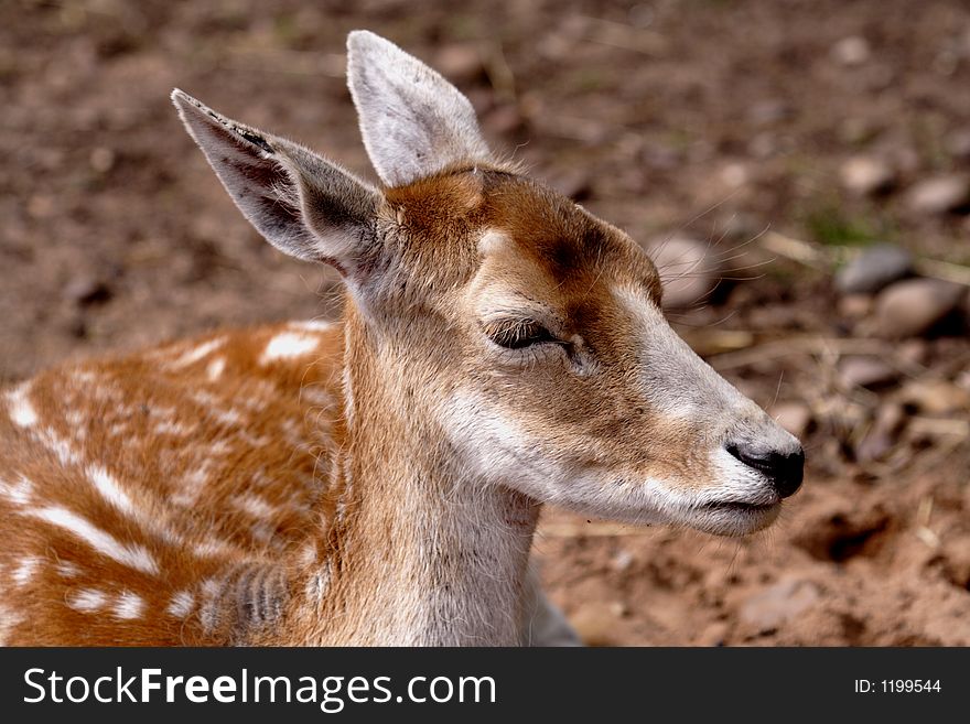 A medium sized, rangy deer; adult males with large palmate antlers. Bucks develop spike antlers beginning in their first year and until 3-4 years old, grow and cast only antlers comprised of beams and simple points. At 3-4 years of age males may develop antlers with broad, palmate areas that measure 8-25 cm in width; total length of antlers is up to 39 cm. A medium sized, rangy deer; adult males with large palmate antlers. Bucks develop spike antlers beginning in their first year and until 3-4 years old, grow and cast only antlers comprised of beams and simple points. At 3-4 years of age males may develop antlers with broad, palmate areas that measure 8-25 cm in width; total length of antlers is up to 39 cm.