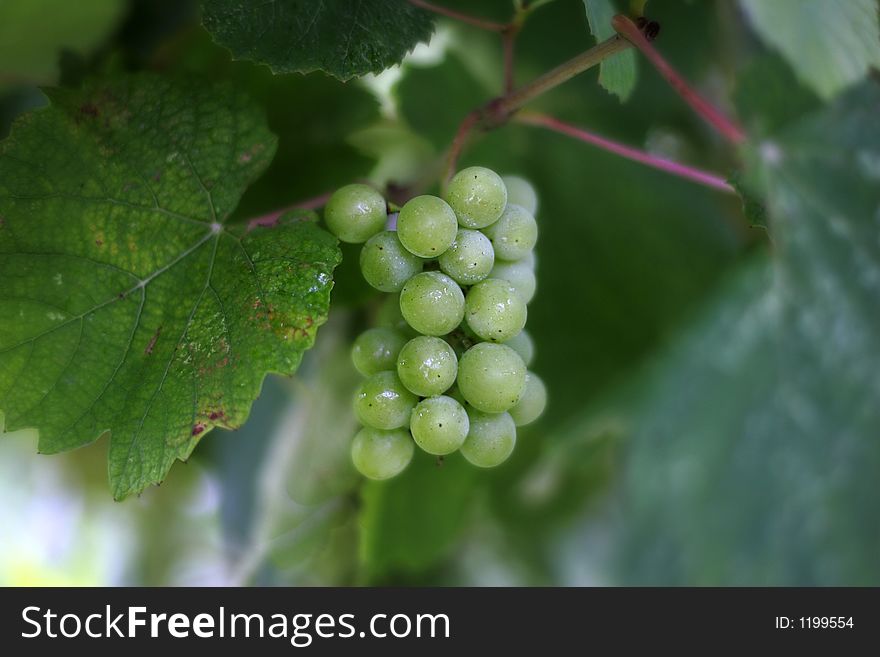 Cluster of a grapes in sharpness