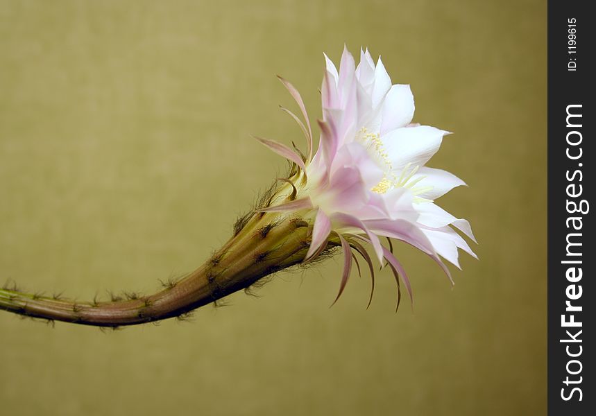 Blooming cactus with pink-white flower. Blooming cactus with pink-white flower