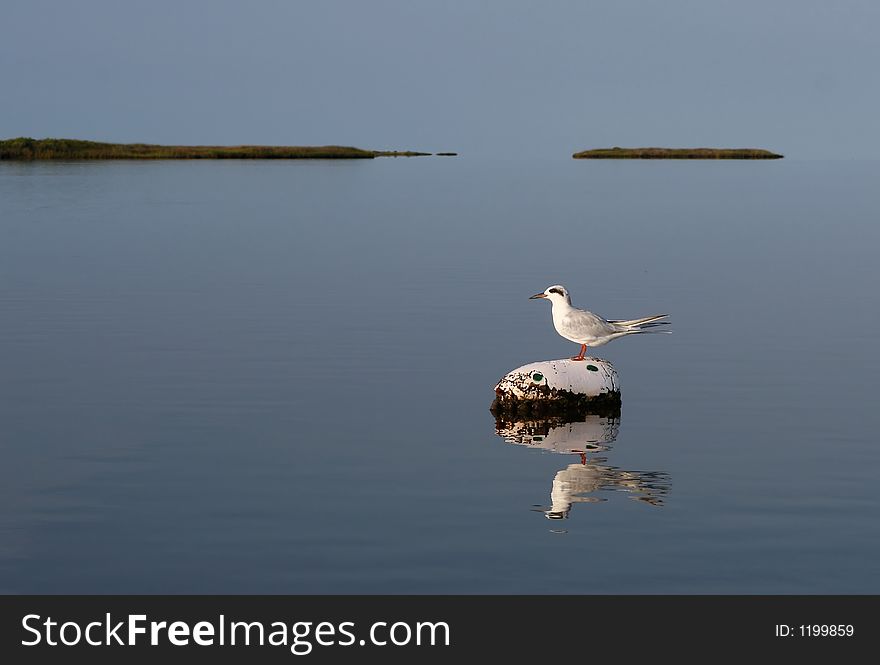 Lone tern perched atop a white buoy in the middle of a still bay. Lone tern perched atop a white buoy in the middle of a still bay.