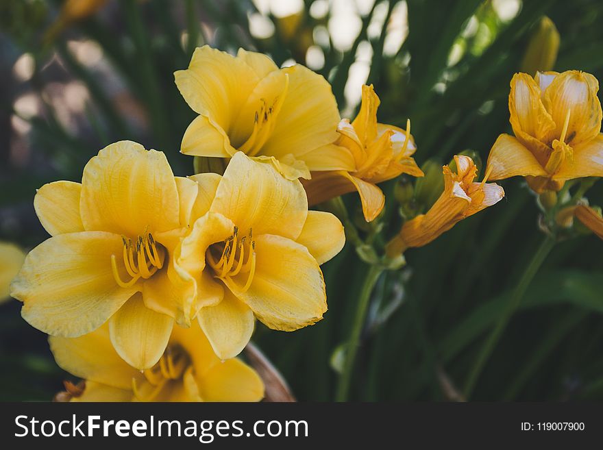 Close-up Photography of Yellow Petaled Flowers