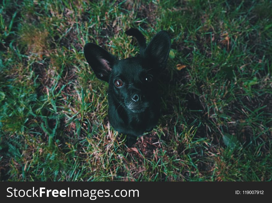 Aerial View Photography Of Black Puppy On Green