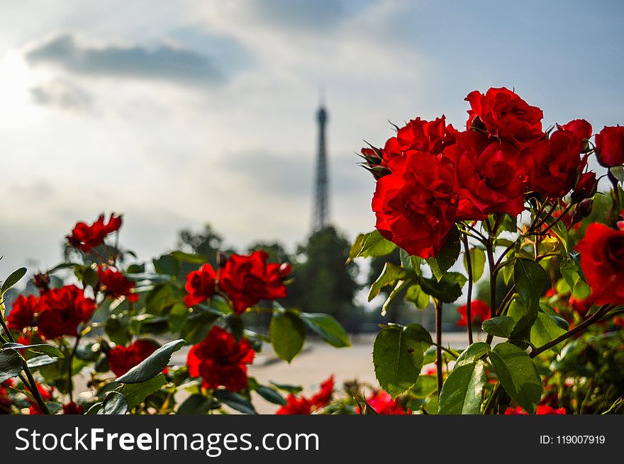 Red Flowers Photography