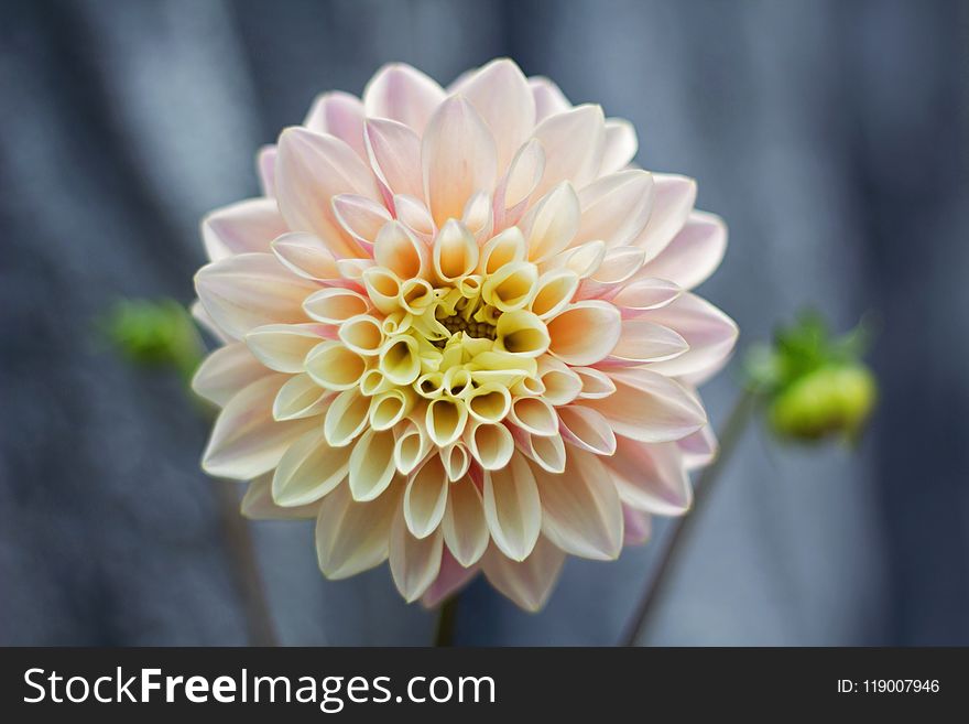 Shallow Focus Photography of Pink Flower