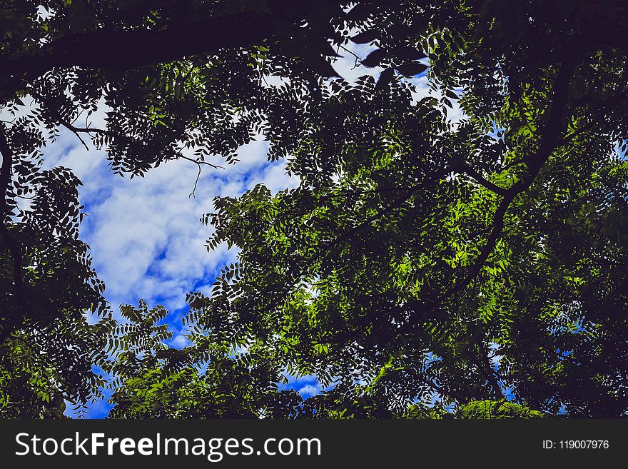 Green Leaf Tree