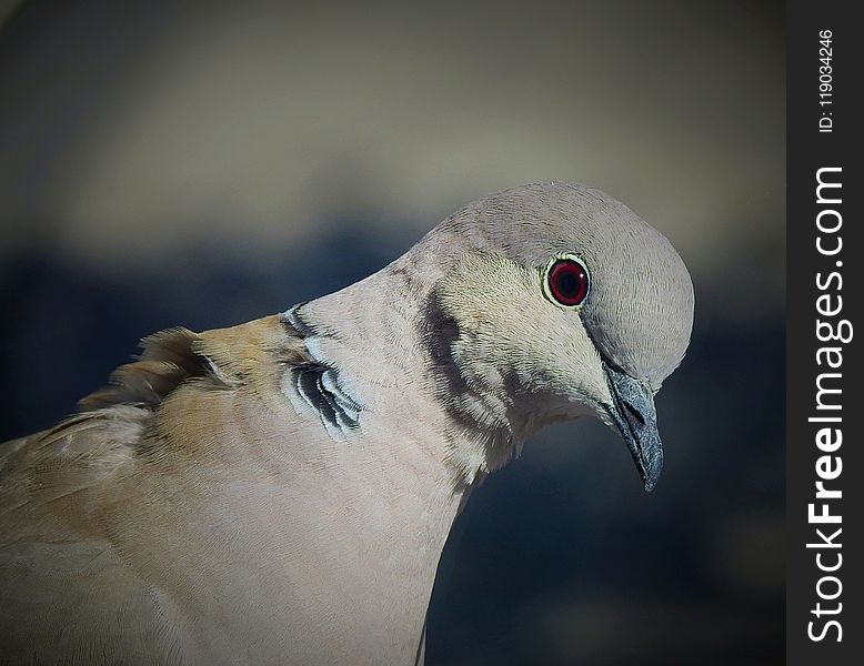 Bird, Beak, Fauna, Stock Dove