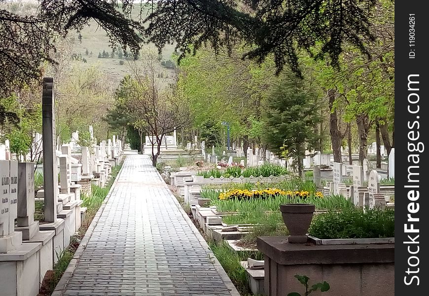 Tree, Cemetery, Flower, Walkway